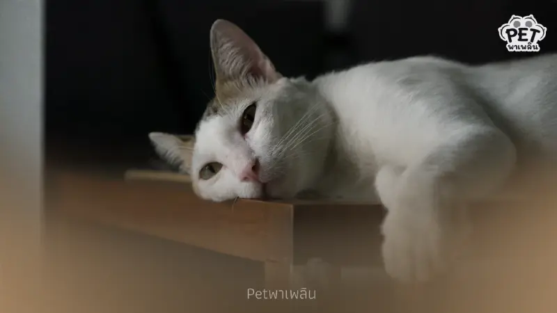 แมวซึมหลังเสียเพื่อนร่วมบ้าน นี่คือสัญญาณความเหงาใช่ไหม? แมวซึมหลังเสียเพื่อนร่วมบ้าน นี่คือสัญญาณความเหงาใช่ไหม?