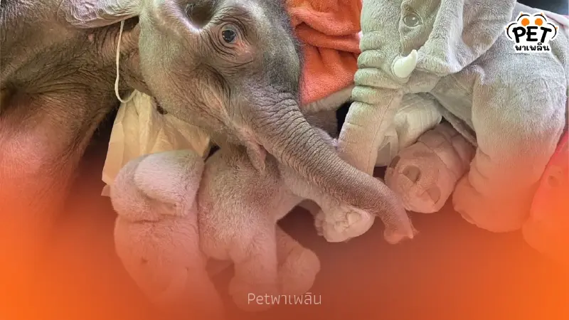 ลุ้นรายชั่วโมง "พังข้าวต้ม" ป่วยวิกฤต ตับเป็นพังผืด-หัวใจโต