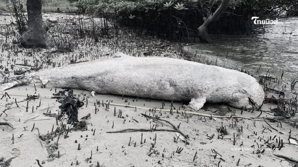 พบซาก "โลมาอิรวดี" อ.ปะเหลียน จ.ตรัง สาเหตุการสูญเสียไม่แน่ชัด