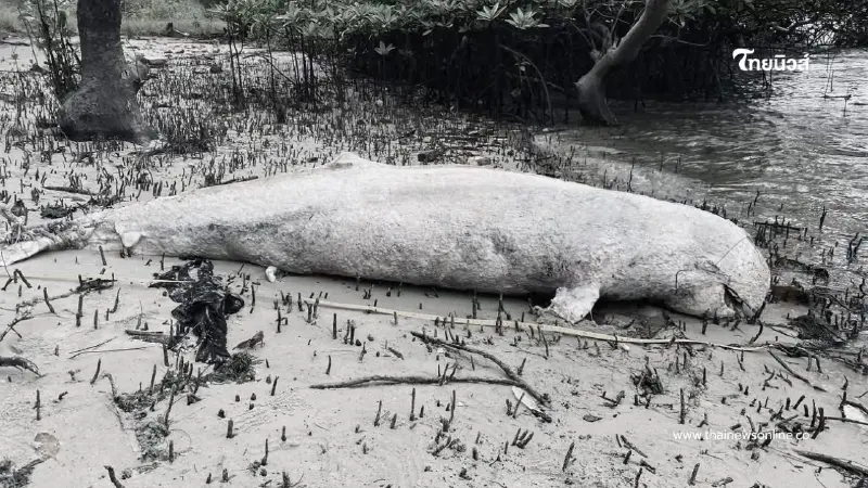 พบซาก "โลมาอิรวดี" อ.ปะเหลียน จ.ตรัง สาเหตุการสูญเสียไม่แน่ชัด