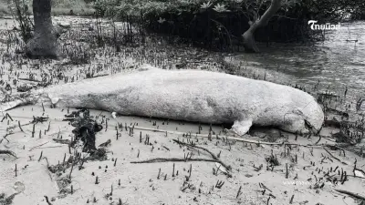 พบซาก "โลมาอิรวดี" อ.ปะเหลียน จ.ตรัง สาเหตุการสูญเสียไม่แน่ชัด