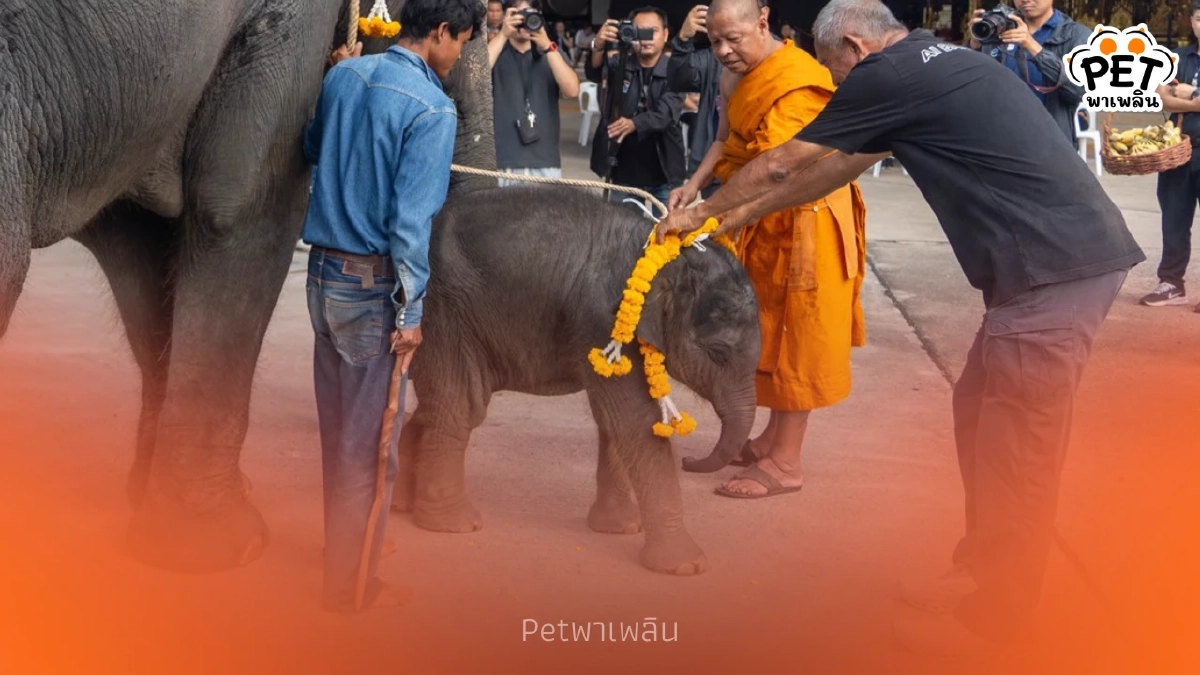 สวนนงนุชพัทยาเปิดรับขวัญ “ลูกช้างพี่น้องต่างครรภ์” คู่ใหม่ สวนนงนุชพัทยาเปิดรับขวัญ “ลูกช้างพี่น้องต่างครรภ์” คู่ใหม่