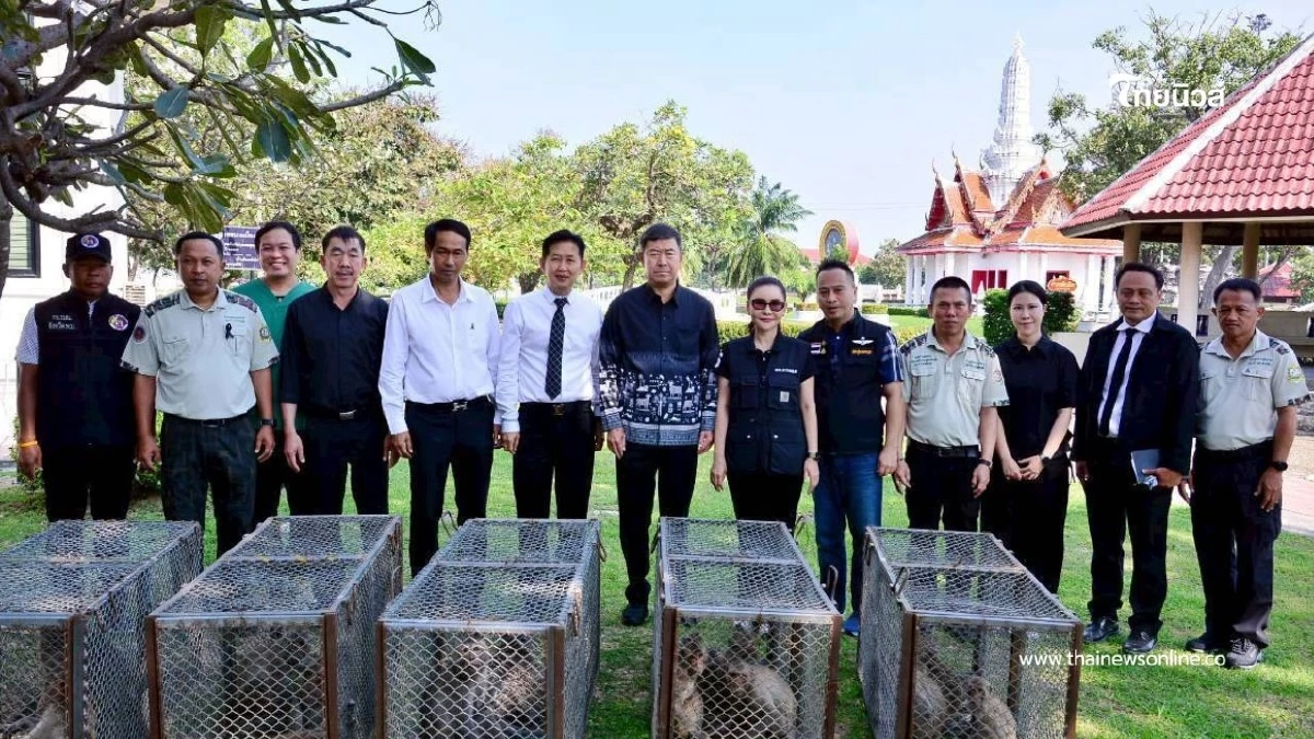 จัดทีมสัตวแพทย์ ลุยทำหมันและเคลื่อนย้ายลิงแสมรอบเขาวัง
