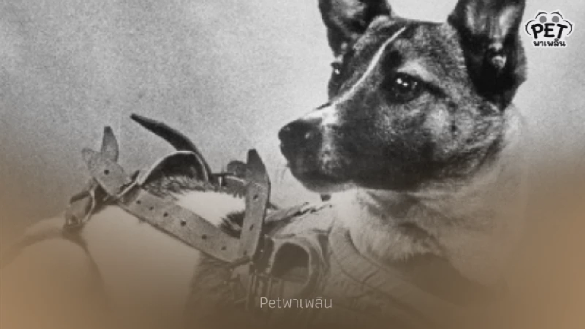 ย้อนรอย  68 ปี ภารกิจที่ไม่มีวันกลับ ไลก้า สุนัขอวกาศตัวแรกของโลก