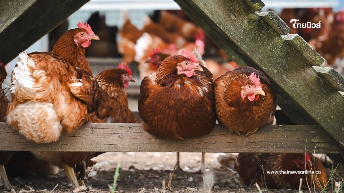 เตือนเกษตรกรให้เฝ้าระวังโรคระบาดสัตว์ปีกในช่วงปลายฝนต้นหนาว เตือนเกษตรกรให้เฝ้าระวังโรคระบาดสัตว์ปีกในช่วงปลายฝนต้นหนาว
