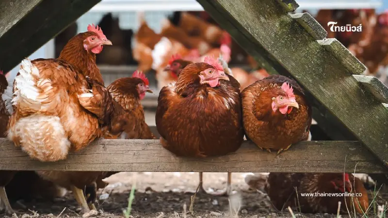 เตือนเกษตรกรให้เฝ้าระวังโรคระบาดสัตว์ปีกในช่วงปลายฝนต้นหนาว เตือนเกษตรกรให้เฝ้าระวังโรคระบาดสัตว์ปีกในช่วงปลายฝนต้นหนาว