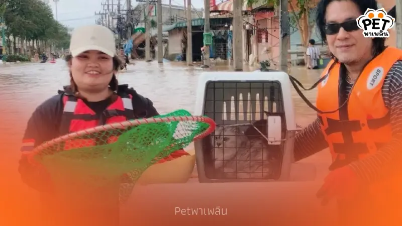 The Hope Thailand ลุยน้ำช่วยแมว–หมาติดบ้าน เขต 8 หาดใหญ่ The Hope Thailand ลุยน้ำช่วยแมว–หมาติดบ้าน เขต 8 หาดใหญ่