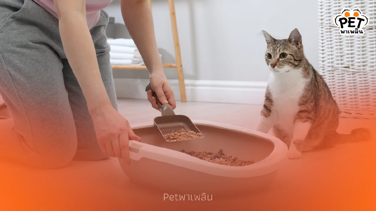 อึแมวบอกโรค!! เปิดสัญญาณเตือนสุขภาพที่ทาสแมวต้องรู้