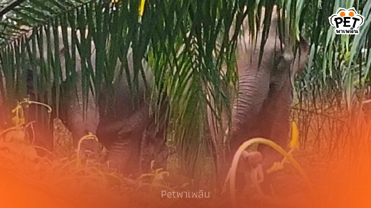 จนท. ระดมทีมผลักดันช้างป่าแม่ลูก หลังบุกหากินใกล้ชุมชน