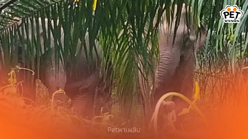 จนท. ระดมทีมผลักดันช้างป่าแม่ลูก หลังบุกหากินใกล้ชุมชน