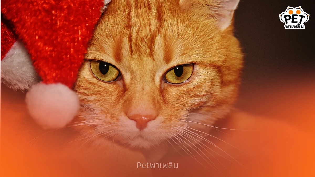 ทำไมแมวไม่ชอบใส่เสื้อ เผยเหตุผลที่แมวถึงหนีทันทีที่เห็นเสื้อ ทำไมแมวไม่ชอบใส่เสื้อ เผยเหตุผลที่แมวถึงหนีทันทีที่เห็นเสื้อ