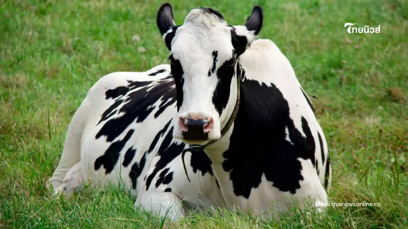 ย้อนรอยพระราชดำริ ร.9 ผู้ให้กำเนิด นมโคแท้ชนิดแรกของไทย ย้อนรอยพระราชดำริ ร.9 ผู้ให้กำเนิด นมโคแท้ชนิดแรกของไทย
