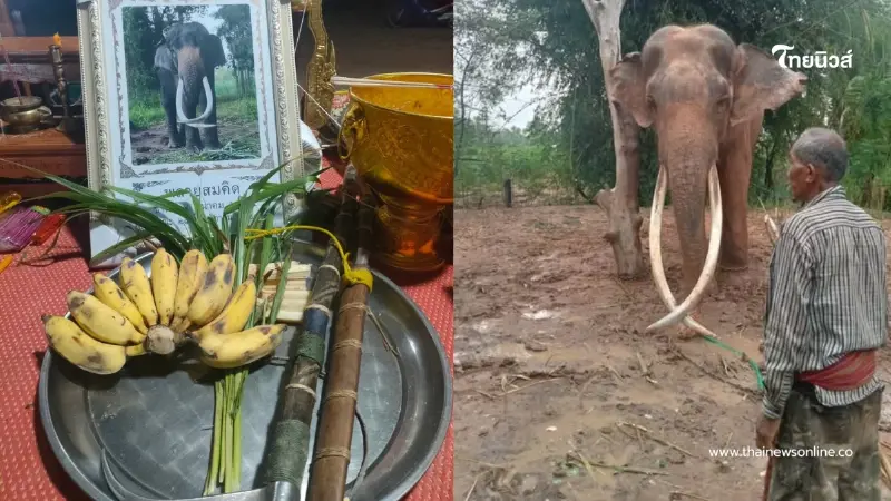 เปิดสาเหตุ คาดทำ"พลายสมคิด"ล้มกะทันหัน เจ้าของเศร้าสุดใจ