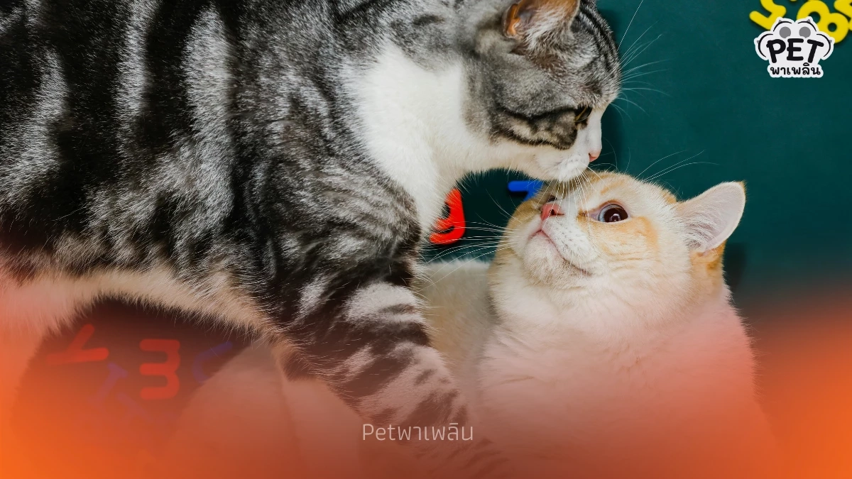 ถ้าแมวที่อยู่ตัวเดียวมานาน จะยอมรับเพื่อนใหม่ได้ไหม?