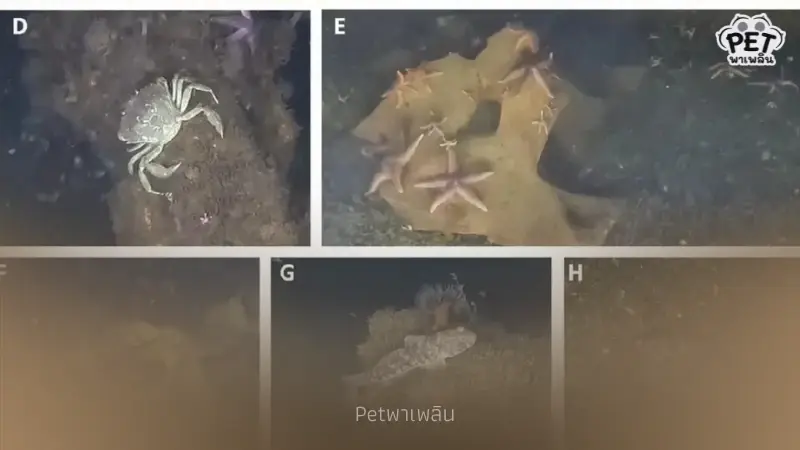สัตว์ทะเล อาศัยบน ขีปนาวุธจมทะเล 80 ปี หวั่นอาจทำให้กลายพันธุ์