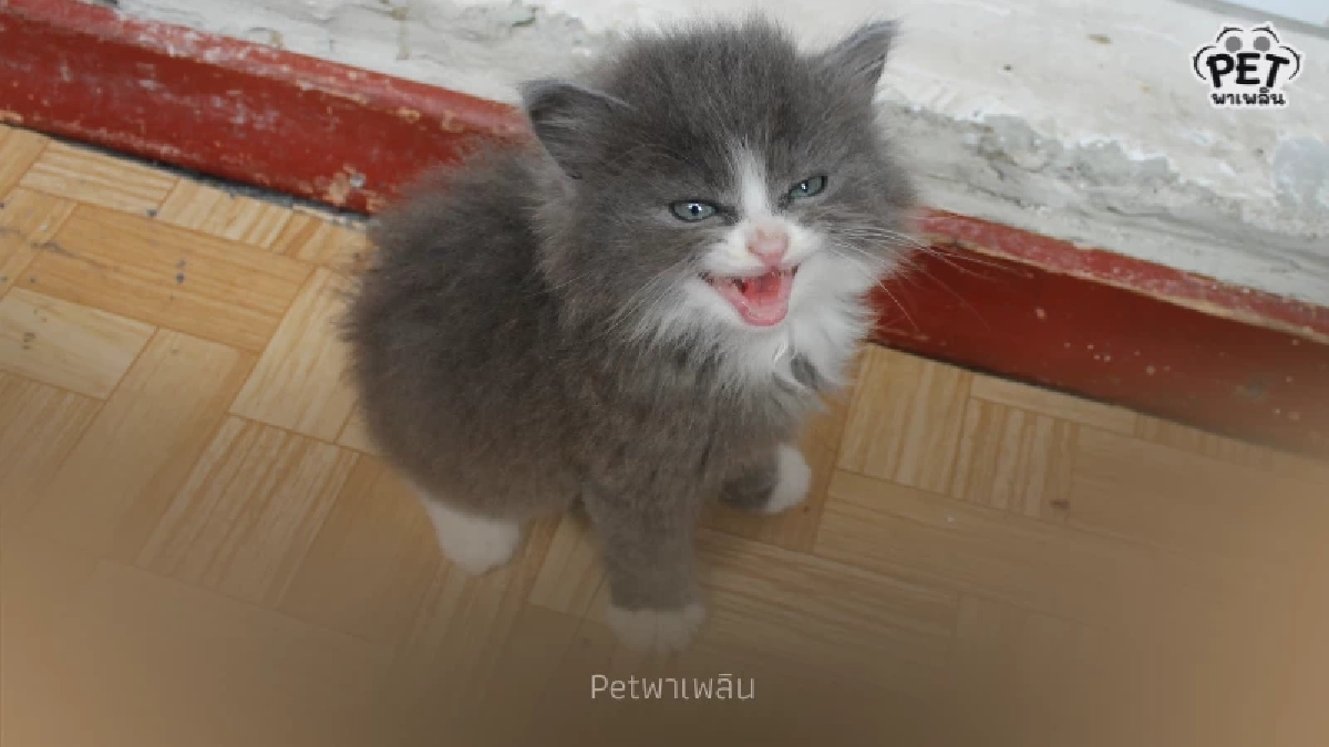 "เสียง “เมี๊ยว” ที่คุณได้ยินทุกวัน จริง ๆ แมวพูดกับคุณ"