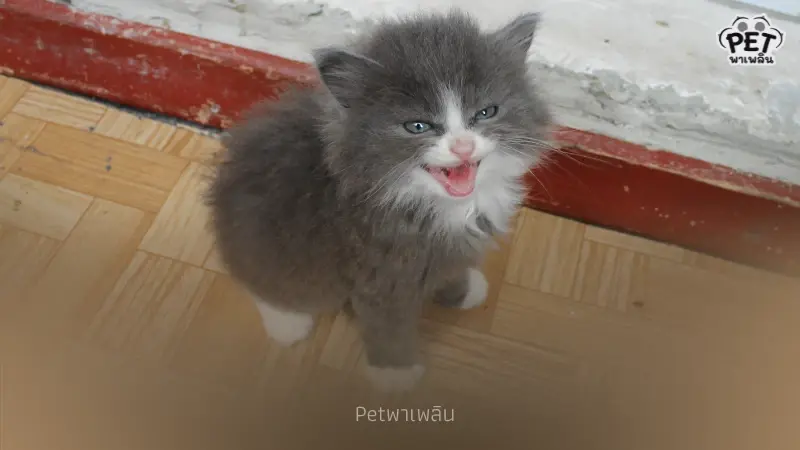 "เสียง “เมี๊ยว” ที่คุณได้ยินทุกวัน จริง ๆ แมวพูดกับคุณ"