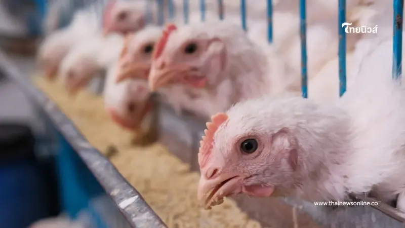 กรมปศุสัตว์ประกาศ ชะลอการนำเข้าสัตว์ปีก จากกัมพูชา 90 วัน