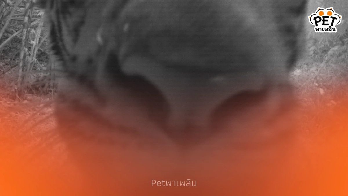 เผยพฤติกรรมลับ เสือดมกล้องดักถ่าย! ช็อตหายากกลางป่าเอราวัณ