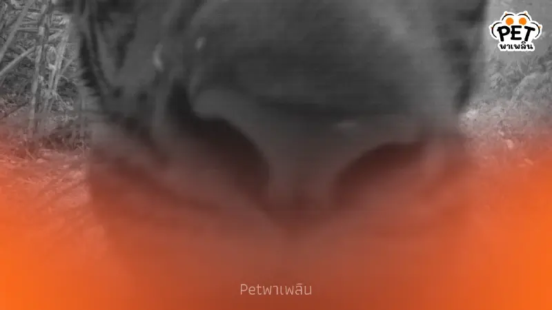 เผยพฤติกรรมลับ เสือดมกล้องดักถ่าย! ช็อตหายากกลางป่าเอราวัณ