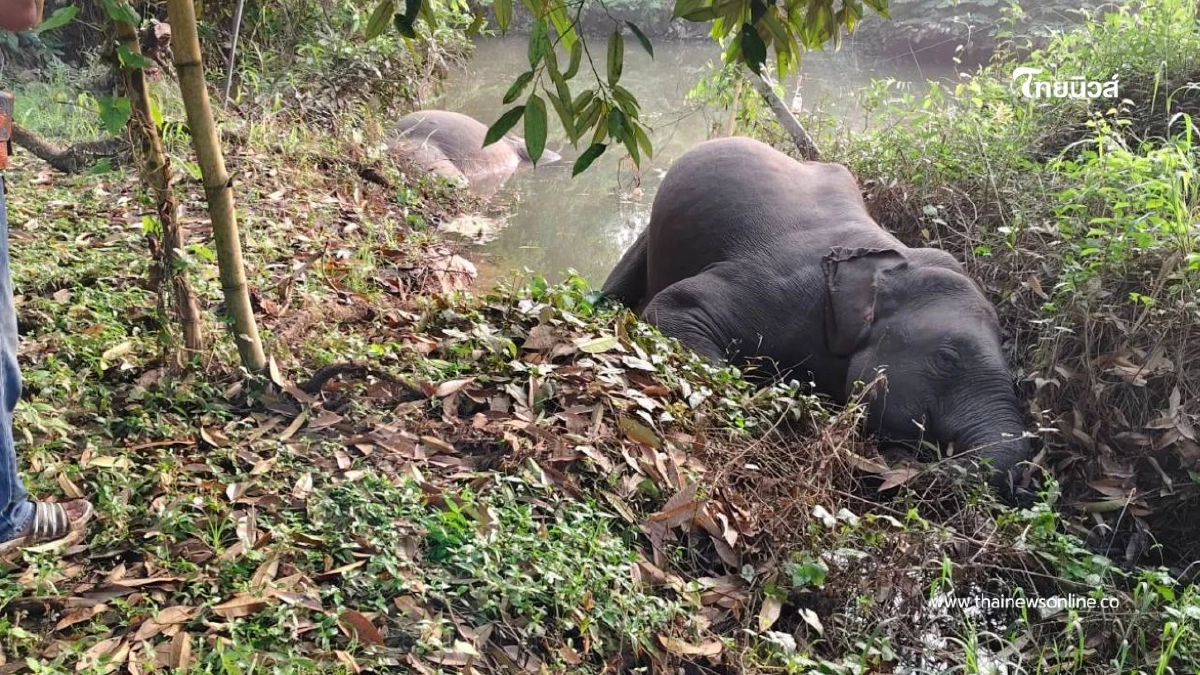 ช้างป่าเขาคิชฌกูฏถูกไฟฟ้าช็อตดับ 3 ตัว เร่งสอบเจ้าของพื้นที่