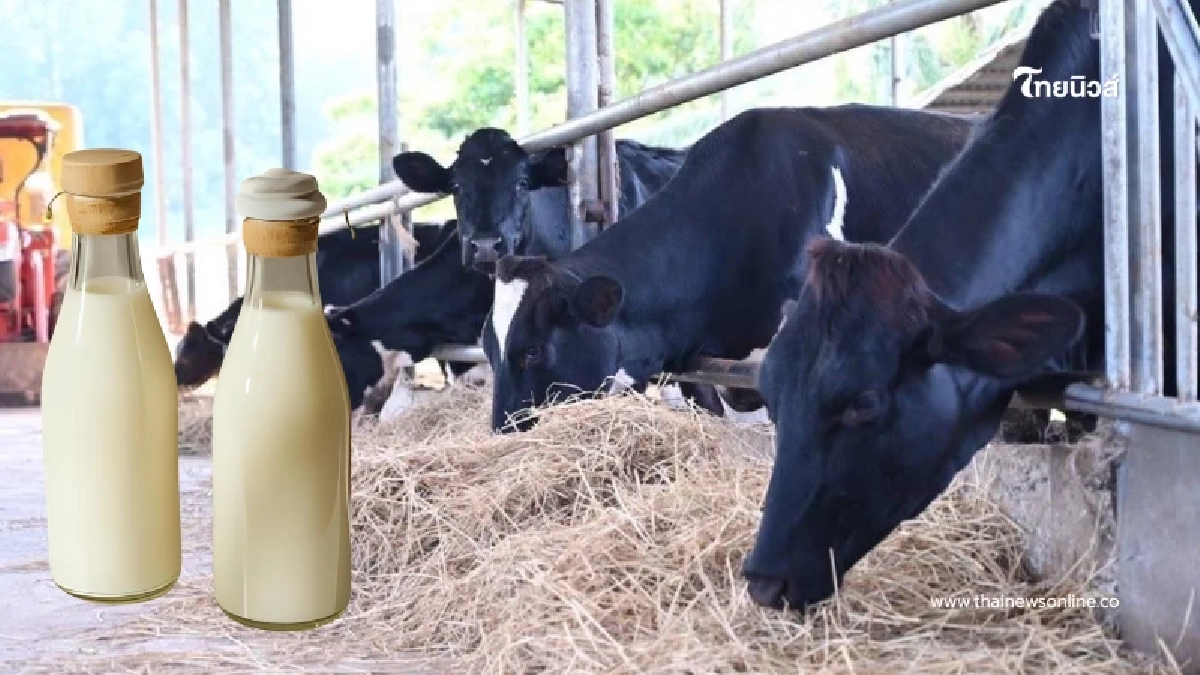กรมปศุสัตว์โต้กลับดราม่า "นมโคไทย" แท้ชัวร์ ปลอดภัย ไร้ผสม