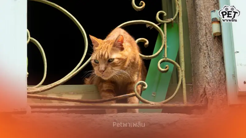 เปิดสาเหตุหมา–แมวหนีออกจากบ้าน พร้อมวิธีป้องกันไม่ให้เกิดซ้ำ