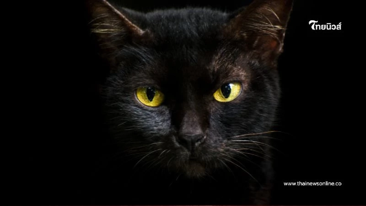 ทำความรู้จักให้ลึกซึ้ง แมวไทยพันธุ์แท้ เหลืออยู่แค่ 5 สายพันธุ์ เท่านั้น