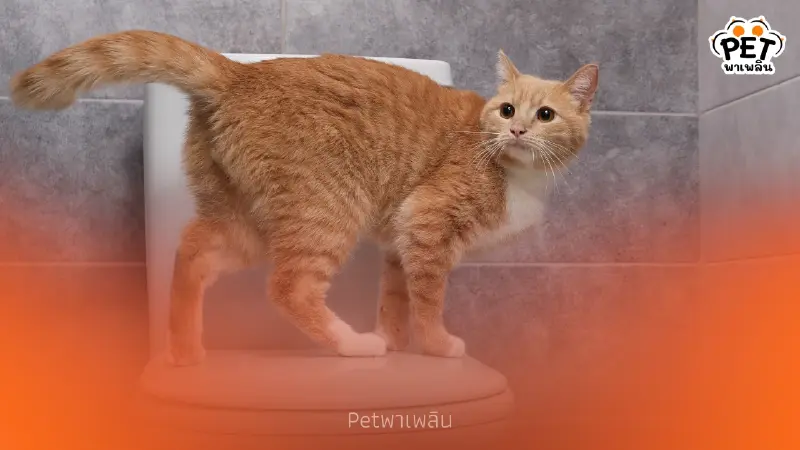 แมวทำไมชอบดื่มน้ำจากชักโครก หนึ่งในสัญญาณสุขภาพเสี่ยง