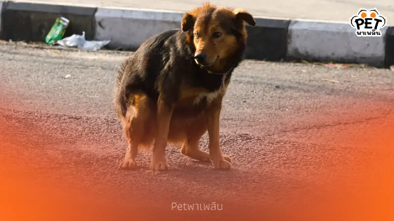 ทำไมสุนัขต้องเดินวนก่อนอึ ความลับระดับโลกที่เจ้าของไม่เคยรู้