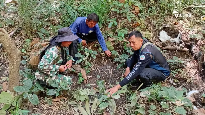 พบร่องรอยเสือโคร่งขนาดใหญ่ใกล้ป่าชุมชนแม่กึ๊ดหลวง จังหวัดตาก พบร่องรอยเสือโคร่งขนาดใหญ่ใกล้ป่าชุมชนแม่กึ๊ดหลวง จังหวัดตาก