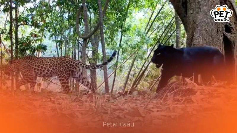 เฉาก๊วย-กล้วยไข่ เสือดำเสือดาวป่าคลองลาน ดัชนีป่าสมบูรณ์