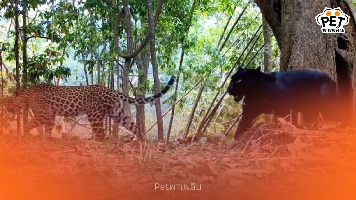 เฉาก๊วย-กล้วยไข่ เสือดำเสือดาวป่าคลองลาน ดัชนีป่าสมบูรณ์ เฉาก๊วย-กล้วยไข่ เสือดำเสือดาวป่าคลองลาน ดัชนีป่าสมบูรณ์