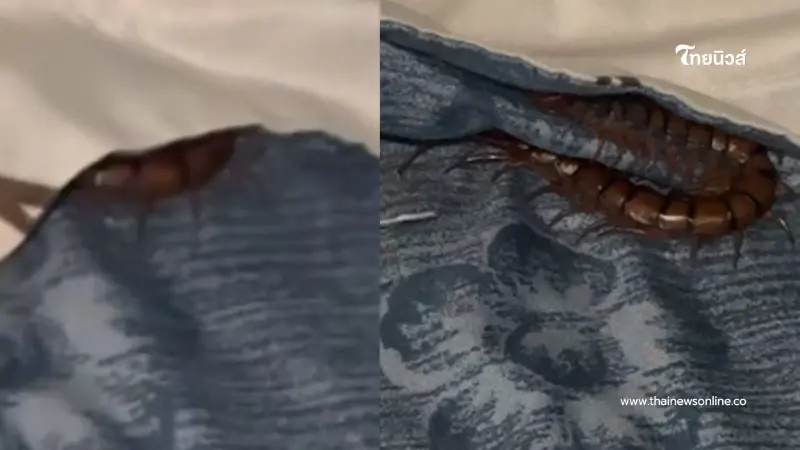 สาวสะดุ้งตื่น รู้สึกเหมือนมีอะไรกัดนิ้ว รื้อหมอนออกดูถึงขนลุก