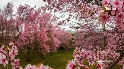 นางพญาเสือโคร่ง บานชมพูทั้งภูลมโล ดั่งซากุระเมืองไทย