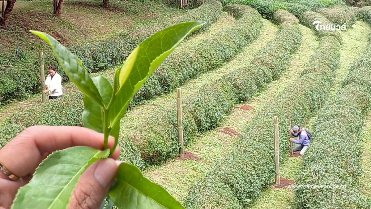 เปิดตัวชาพันธุ์ใหม่ “ชา กวก.เชียงใหม่ 1” ดันดาวเด่น หอม รสละมุน