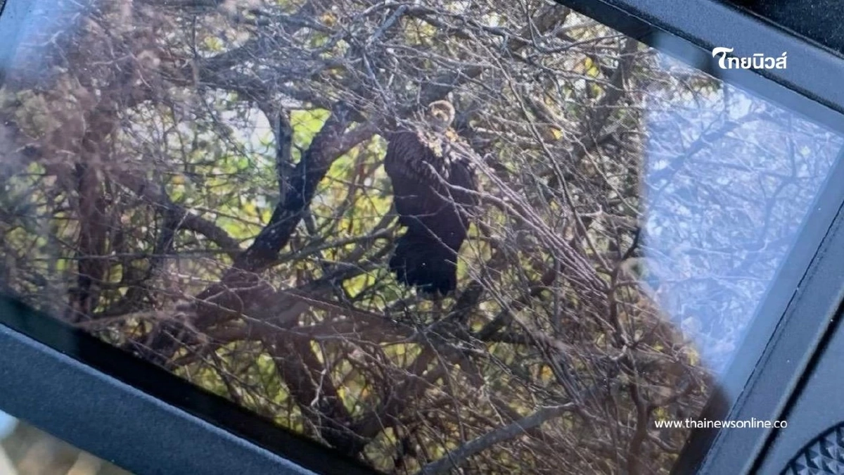 อีแร้งสีน้ำตาลหิมาลัย บินขึ้นแล้ว หลังติดพุ่มหนามที่ลพบุรี