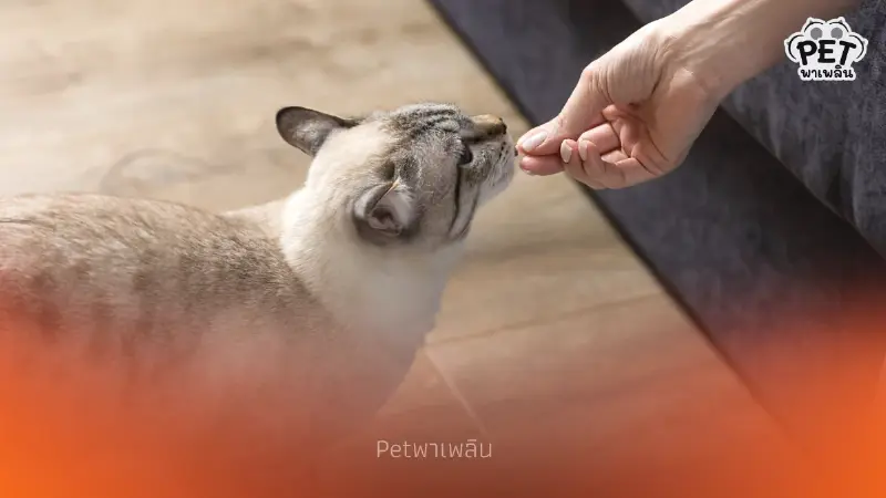 อาหารอันตรายที่คนมักเผลอให้หมา-แมวกิน เสี่ยงป่วยรุนแรง