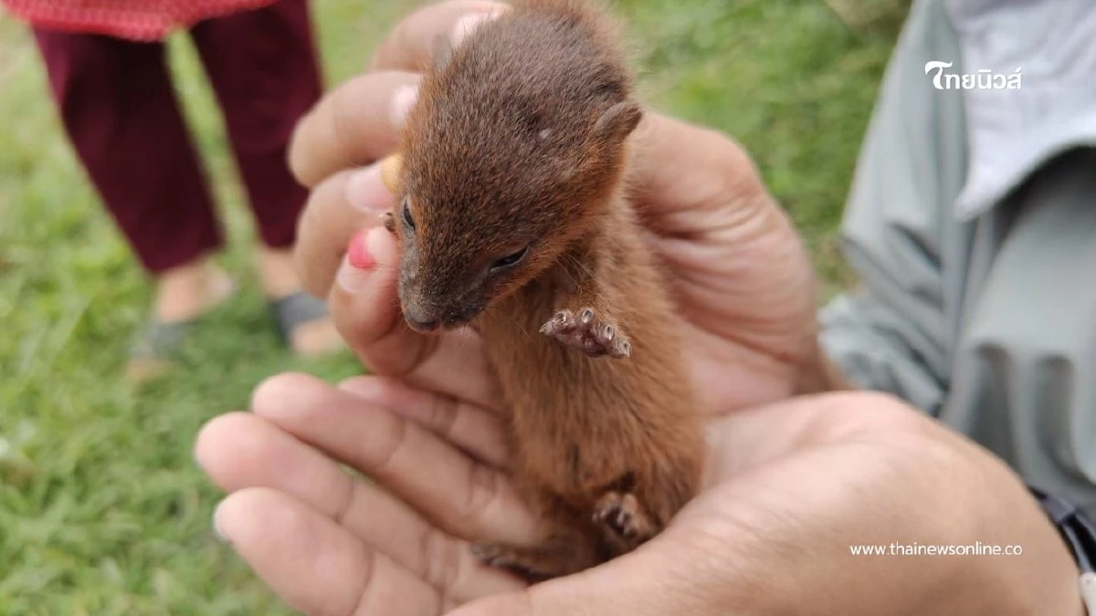 เจ้าหน้าที่อนุรักษ์อุบลฯ รับมอบ "ลูกพังพอนพลัดหลง" อาการอ่อนแรง