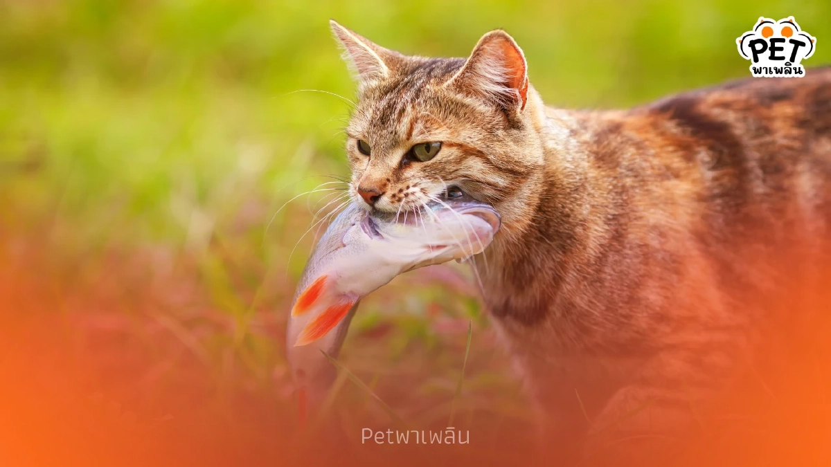 เฉลยความลับ! ทำไมแมวชอบกินปลา? พร้อมข้อควรระวังเรื่องสุขภาพ