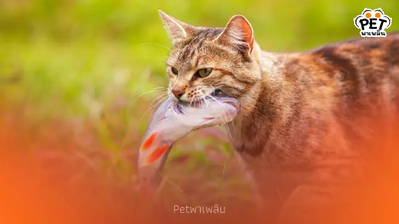 เฉลยความลับ! ทำไมแมวชอบกินปลา? พร้อมข้อควรระวังเรื่องสุขภาพ