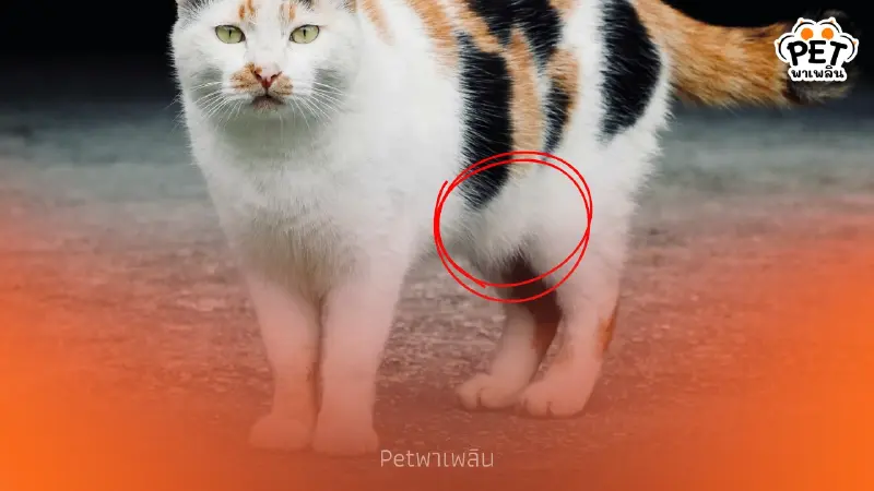 พุงห้อยแมวคืออะไร? เผยความจริงที่เจ้าของส่วนใหญ่ไม่เคยรู้