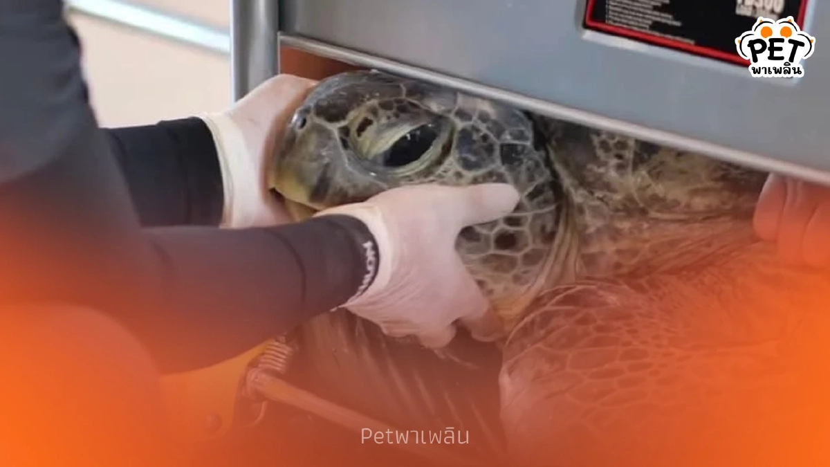 ช่วยสำเร็จ! เต่าสิมิลันขับถ่ายสายรัดข้อมือ เตรียมปล่อยคืนทะเล