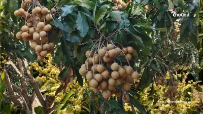 ชาวสวนควรรู้ ให้คลอเรตยังไง ลำไยถึงออกดอกสวย ใช้พลาดเสี่ยงพัง