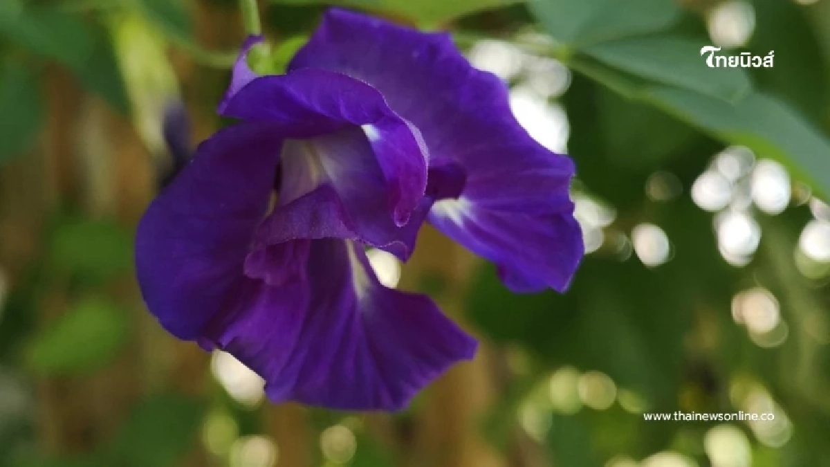 เปิดตัวแรง อัญชันพันธุ์ใหม่ เทพรัตนไพลิน 63 ดอกดก สีสวย รายได้งาม