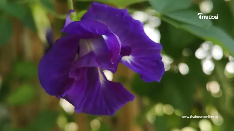 เปิดตัวแรง อัญชันพันธุ์ใหม่ เทพรัตนไพลิน 63 ดอกดก สีสวย รายได้งาม เปิดตัวแรง อัญชันพันธุ์ใหม่ เทพรัตนไพลิน 63 ดอกดก สีสวย รายได้งาม