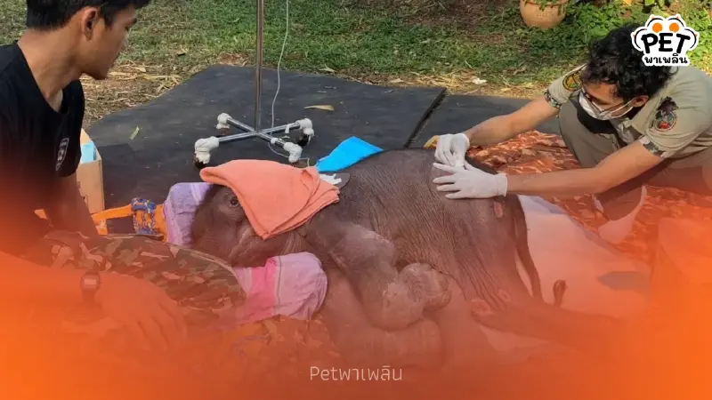 อัปเดตอาการ พังข้าวต้ม สุขภาพดีขึ้น แต่ทีมแพทย์ยังเฝ้าระวัง