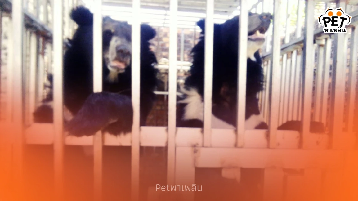 นาทีชีวิต! บุกช่วย 5 สัตว์ป่าถูกทิ้งอดอาหารคาบ่อนกัมพูชา