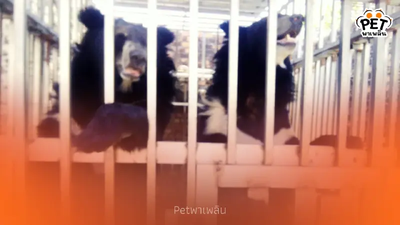 นาทีชีวิต! บุกช่วย 5 สัตว์ป่าถูกทิ้งอดอาหารคาบ่อนกัมพูชา