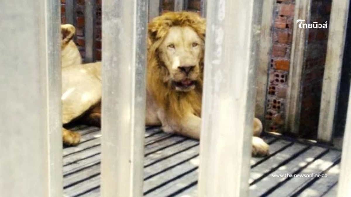 น่าสงสาร อาการล่าสุด สิงโต - หมี ที่ยึดได้จากกาสิโนในชายแดน
